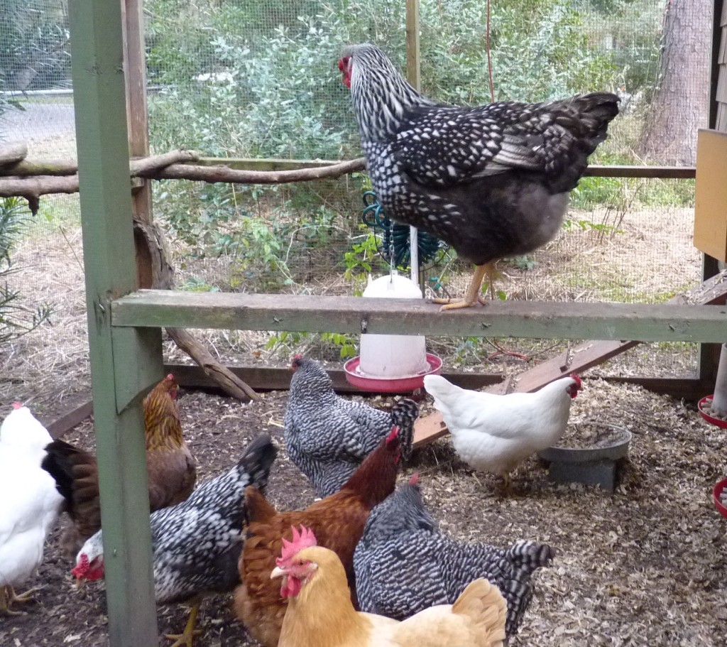A peek inside the coop:  Beautiful and friendly Road Island Reds, Welsummer,  Buff Orpingtons, and  Speckled Sussex Hens. 